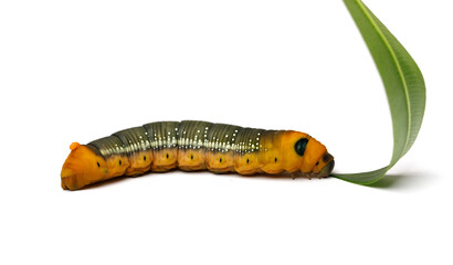 Large Oleander Hawk moth caterpillar eating green oleander leaf isolated on white background, macro