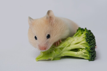 Syrian Hamster With Broccoli Flower