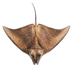 Brown Stingray with Spotted Texture Swimming in Clear Water