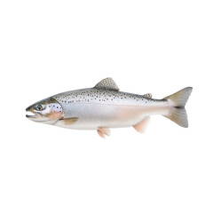 Naklejka premium Fresh trout fish on a white isolated background.