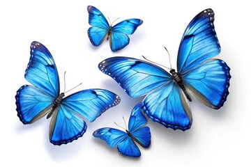 Three vibrant blue butterflies, isolated on a pure white background, create a stunning high-resolution panoramic image.