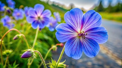 Wild Geranium's five-petaled blue blooms grace roadside meadows, a vibrant splash of nature's artistry.