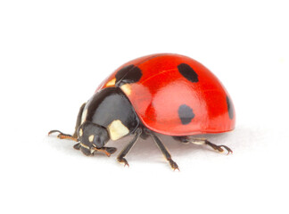 Ladybug on white background