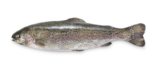 Fresh rainbow trout on white background