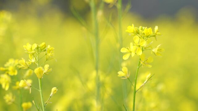 Vast yellow mustard oil field.