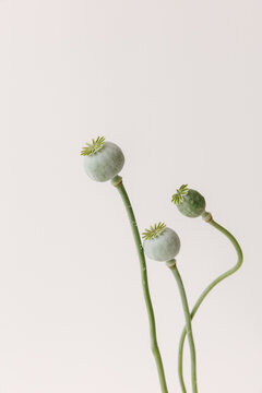 Three green faded poppies.