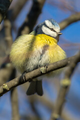 Eurasian Blue Tit perched on a branch in the morning light