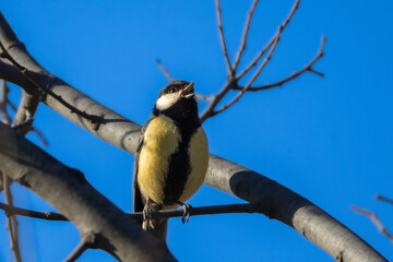 Great Tit perched on a branch in the morning light