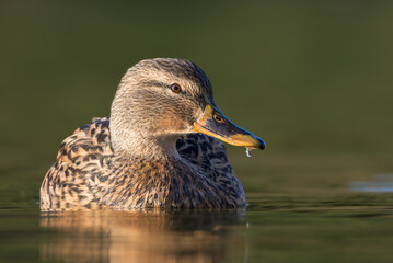 mallard duck on a pond in the morning light