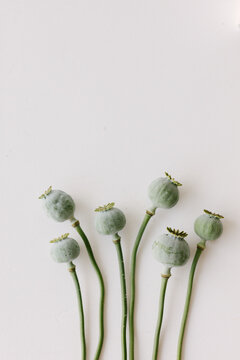 Green faded poppies lying on a white table top.