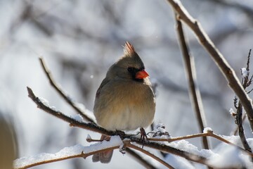 Female cardinal on a snowy branch.