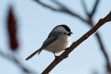 Small Bird Perched on Branch