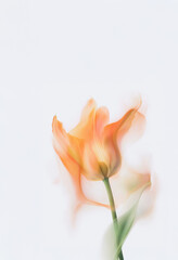 Motion, blurred flower photograph. Transparent single flower, dynamic composition, abstract background.