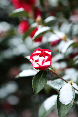 Camellia flowers blooming in the winter when white snow falls