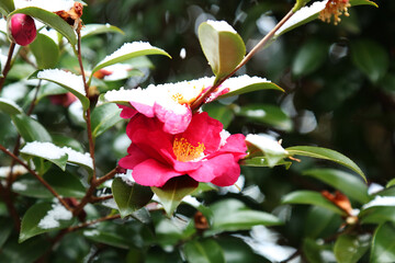 Camellia flowers blooming in the winter when white snow falls