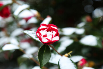Camellia flowers blooming in the winter when white snow falls