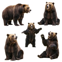 Obraz premium Bear Illustration Collection Showcasing Various Bear Poses and Expressions for Wildlife Art and Design Projects