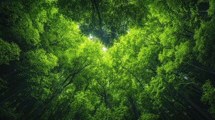 Fototapeta premium Forest Canopy Sunlight Upward View Nature Background