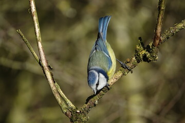 blue tit (Cyanistes caeruleus) birds in winter