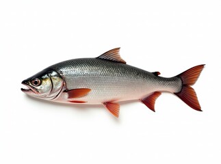Fototapeta premium Salmon Fish Isolated White Background - High Definition