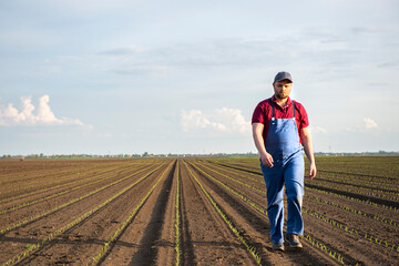 Farmer in corn fields. Growth, outdoor.