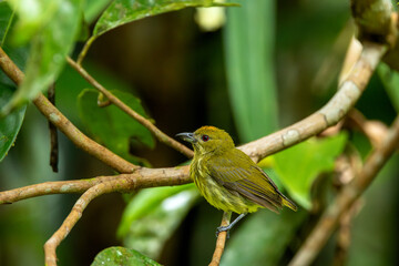 Yellow-breasted flowerpecker