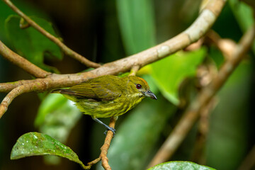 Yellow-breasted flowerpecker