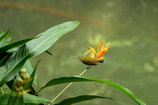 Little spiderhunter