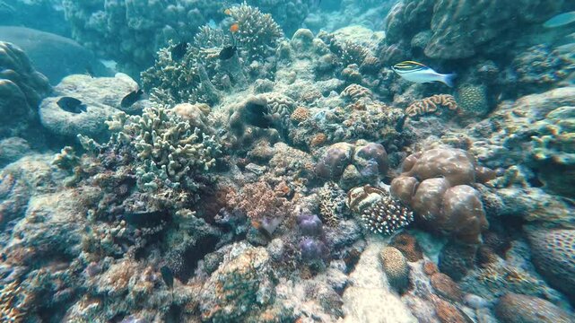 Snorkelling Sunken Cemetery Camiguin Philippines Asia Tropical waters and marine life fish coral lush forested coastline 