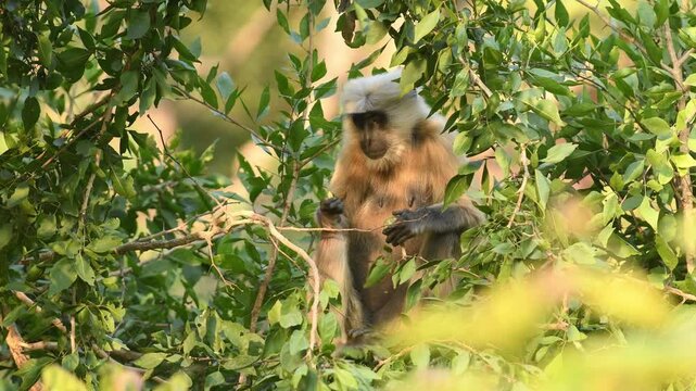 full shot of wild Tarai gray langur or Semnopithecus hector on tree with eye contact in action eating fruit with funny face expression jim corbett national park forest tiger reserve uttarakhand india