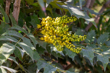 Selective focus of Mahonia japonica, A species of flowering plant in the family Berberidaceae,...
