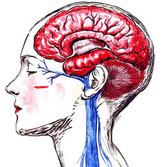Detailed Cross Section of the Human Brain Anatomy