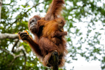 Bornean Orangutan With Young 