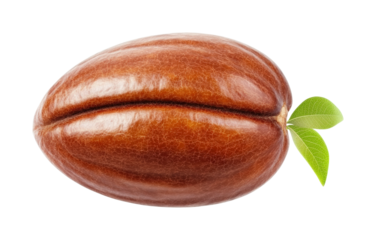 Coffee bean harvesting techniques farm nature isolated on transparent background