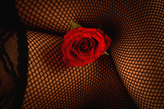 Red rose held between two legs