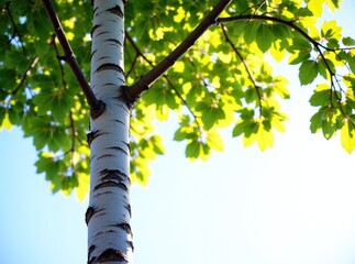 Fototapeta premium Birch Tree Scenic Landscape, Bright Sunlight