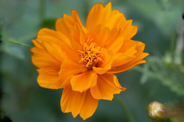 A super macro photo of a yellow Cosmos sulphureus from Luzon, Philippines. Stamen in focus