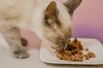 Cat eating food from a bowl