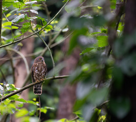 the portrait of brown boobook also known as chocolate boobook perched on a horizontal branch. Green leaves provide a soft background, highlighting the birds natural camouflage.