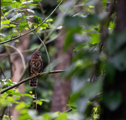 the portrait of brown boobook also known as chocolate boobook perched on a horizontal branch. Green leaves provide a soft background, highlighting the birds natural camouflage.