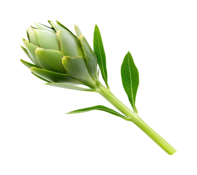 Harvesting fresh artichokes in green fields isolated on transparent background
