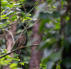 the portrait of brown boobook also known as chocolate boobook perched on a horizontal branch. Green leaves provide a soft background, highlighting the birds natural camouflage.