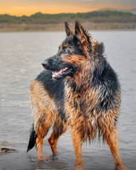 animales, agua, perros, perro, pastor alemán, juego, mar, río, pantano, amanecer, jugando, pose, mojado,