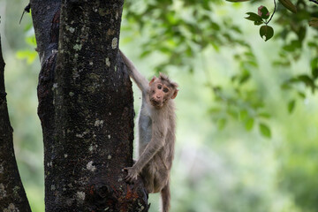 An inquisitive monkey clings to the trunk of a moss covered tree in lush forest , with blurred green foliage in the background.