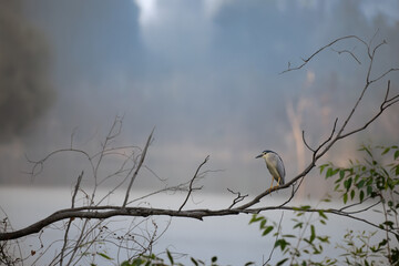 Obraz premium The beautiful black crowned night heron perched on a branch against a dramatic , cloudy sky. The herons plumage is detailed, showcasing its black crown and black contrasting with its pale grey wings.