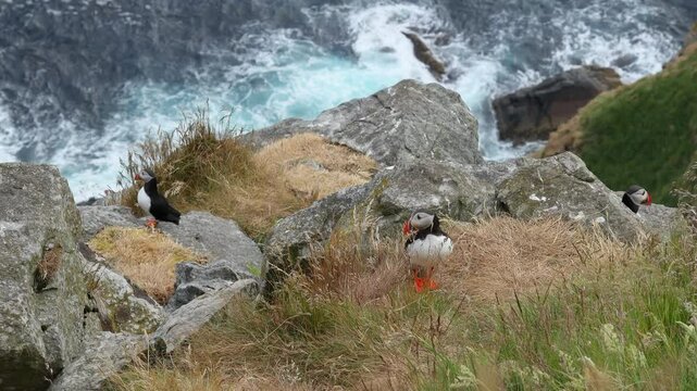 Atlantic puffin (Fratercula arctica), on the rock on the island of Runde (Norway).