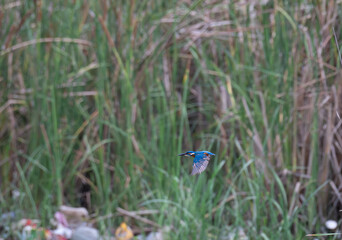 The beautiful Common kingfisher is in mid flight, diagonal branch against a muted, blurred background with water and overcast sky.
