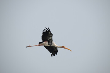 A vibrant painted stork in mid flight showcasing its distinctive pink and white plumage with black wing marking. The background is clean blue sky.