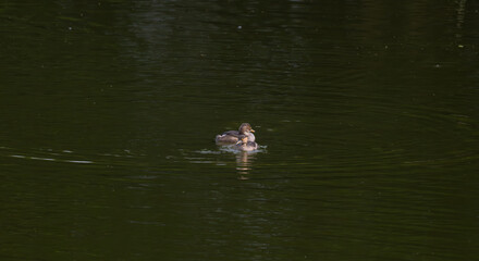 The cute Little grebe , its downy feathers soaked, activity bathing in a tranquil pond, creating ripples and splashes. The water is clean and lush green in color.
