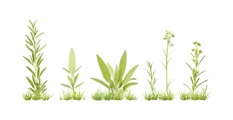 Obraz premium Growth stages of plants in nature botanical isolated on transparent background